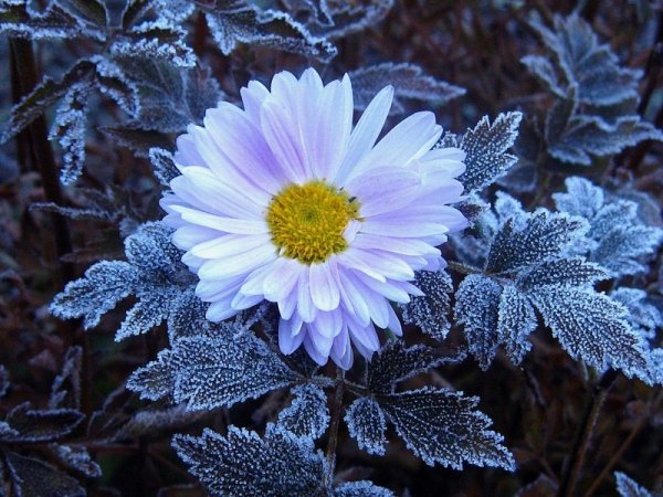 Хризантема Северное сияние