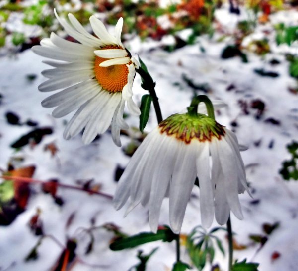 Ромашки под снегом