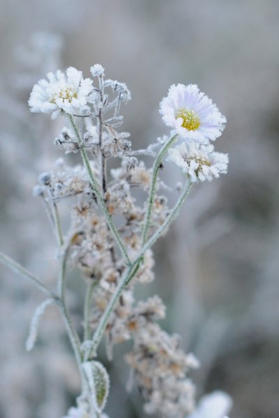 Зимние ромашки