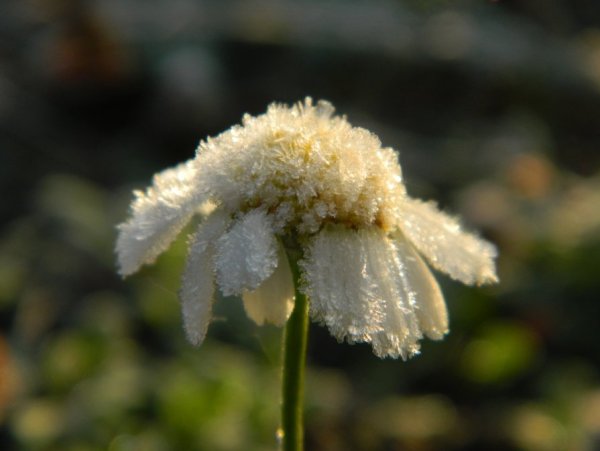 Снег ромашки барашки картина