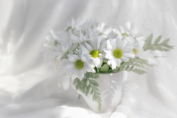 Ромашки на белой постели