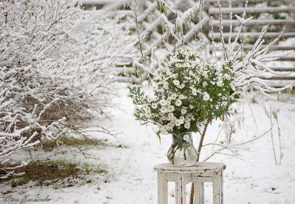 Букет на зимнем окне