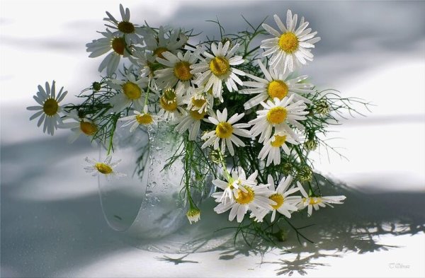 Ромашки букетик снег