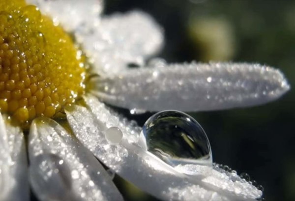 Ромашки в росе