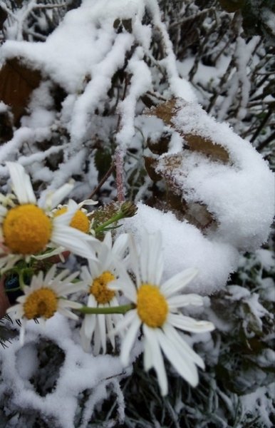 Букет ромашек на снегу