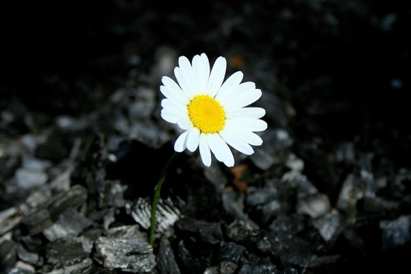 Черные ромашки