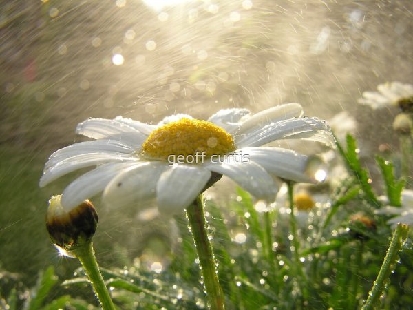 Красивая Ромашка с росой
