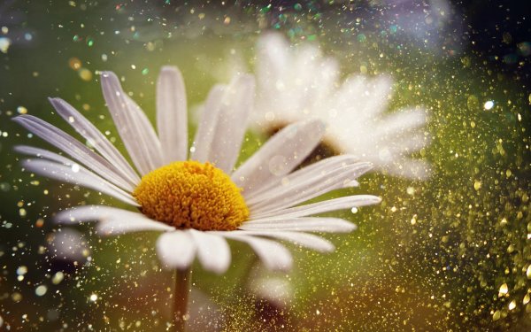 Ромашка Макросъемка