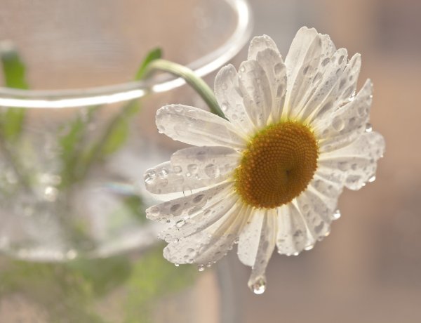 Нежные цветы ромашки