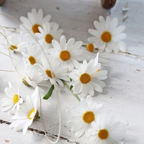 Букет ромашек на снегу