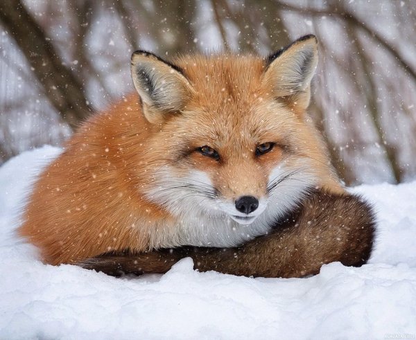 Лиса зимой