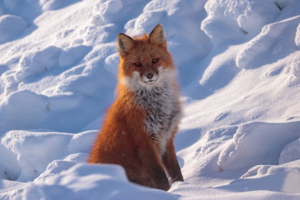 Лиса в снегу