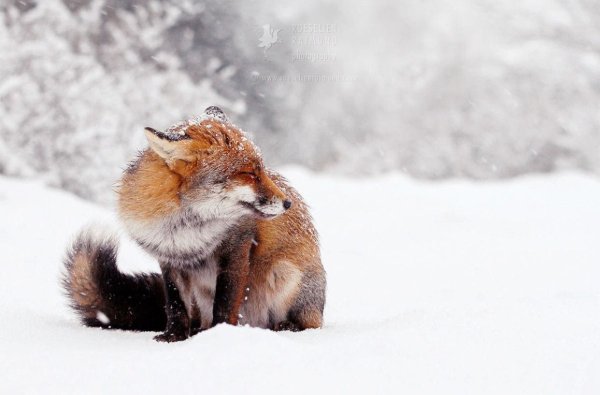 Розелин Раймонд лиса