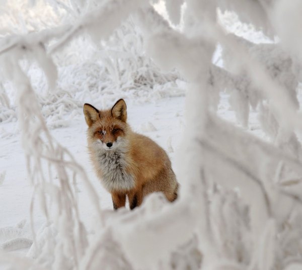 Лисенок зимой