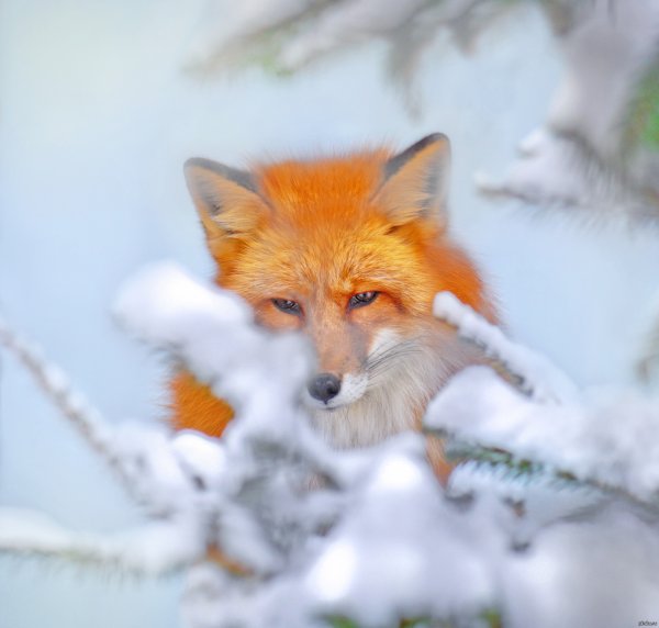 Лисенок в снегу