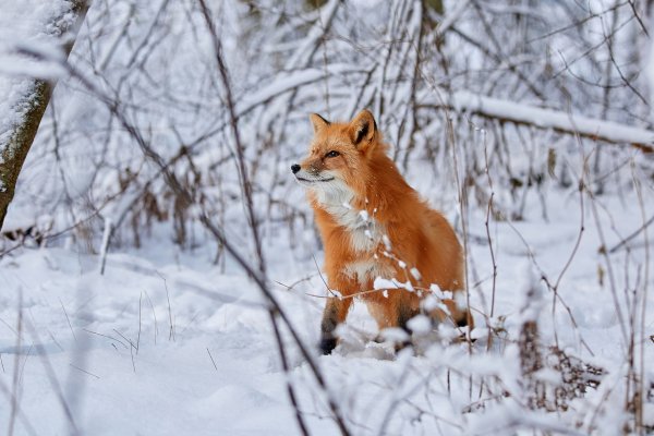 Лисичка в зимнем лесу