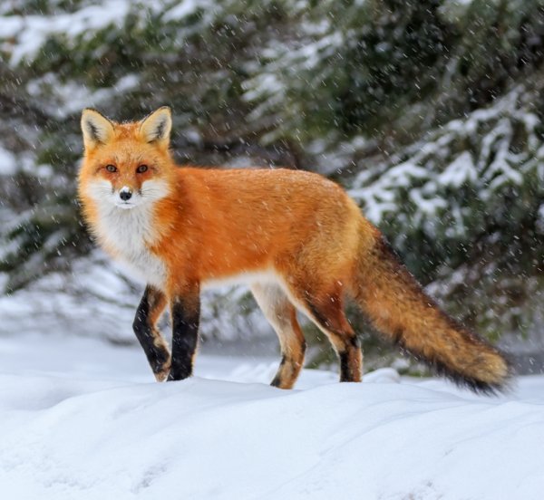 Лисёнок на снежной полянке