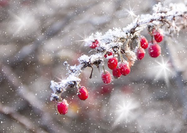 Зимнее счастье
