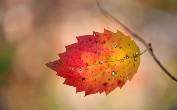 Один осенний лист