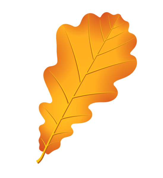 Лист дуба рисунок