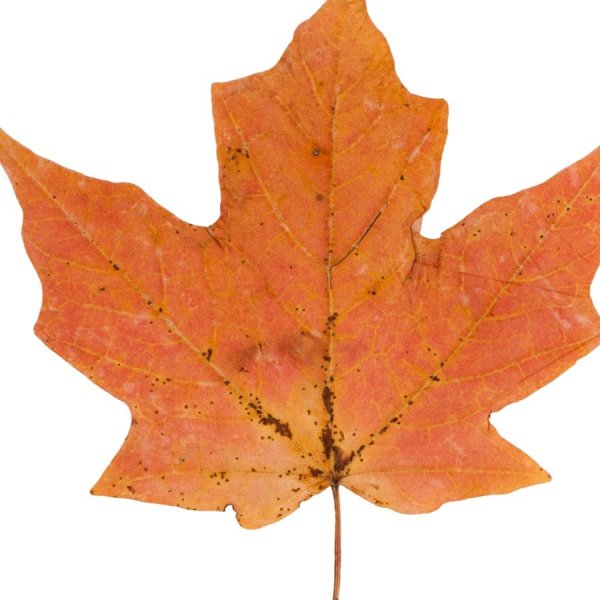 Кленовый лист прозрачный