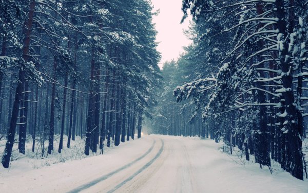 Зимний Сосновый лес