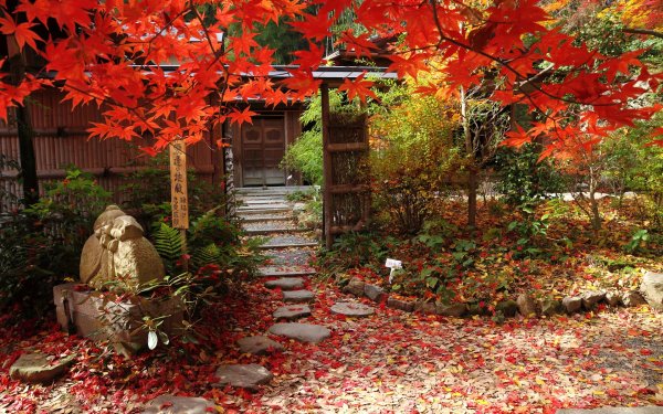 Японский клен осенью