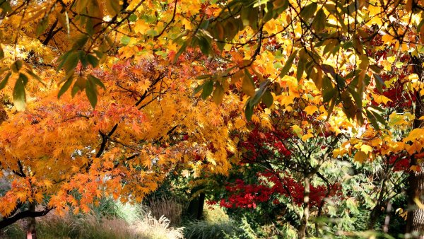 Красивая осень