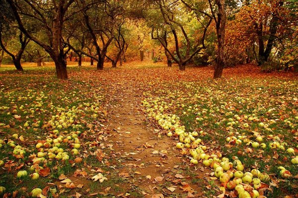 Яблоневый сад осенью