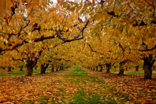 Осенний сад