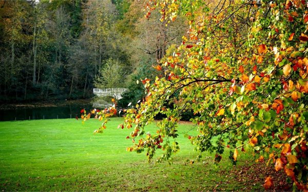 Ранняя осень фото