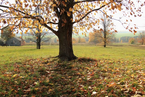 Осенний денек