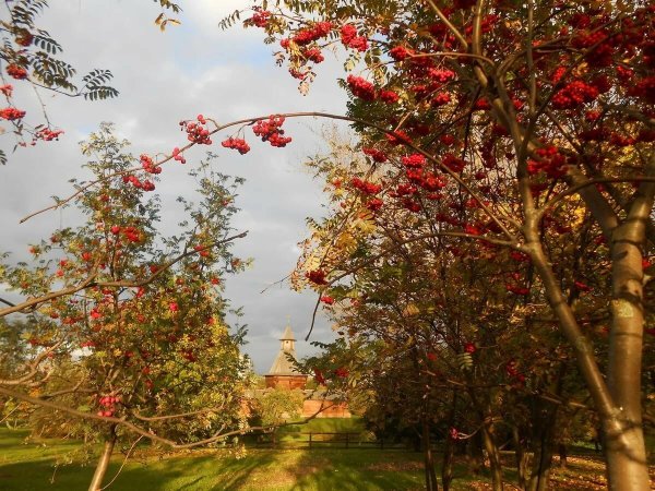 Рябина обыкновенная август парк