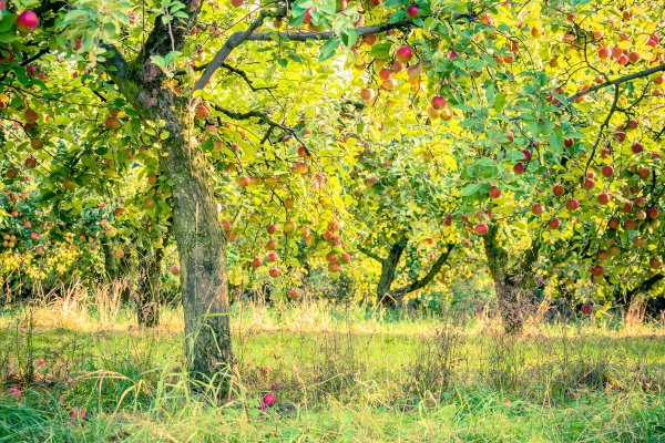 Яблоня осенью фото