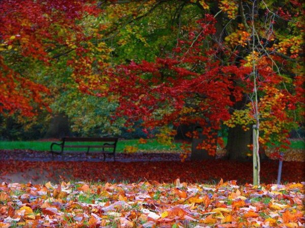 Листопад в саду