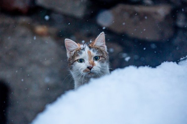Кошки маленькие