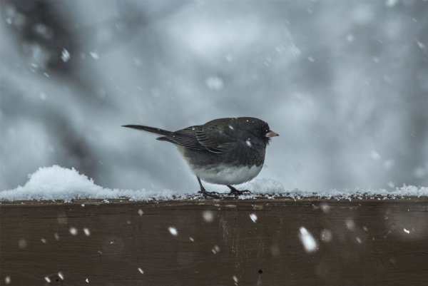 Небольшой снег зима