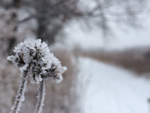 Небольшой снег природа