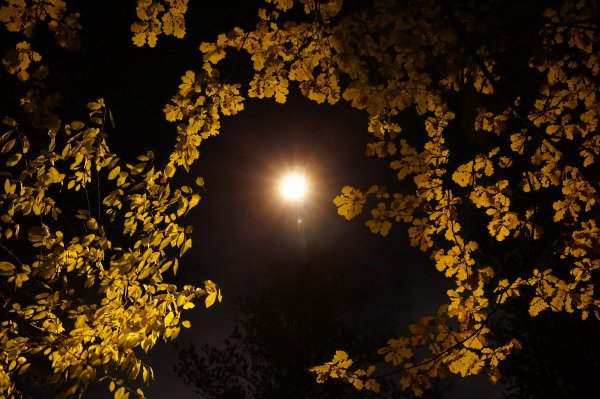 Золотая осень ночью