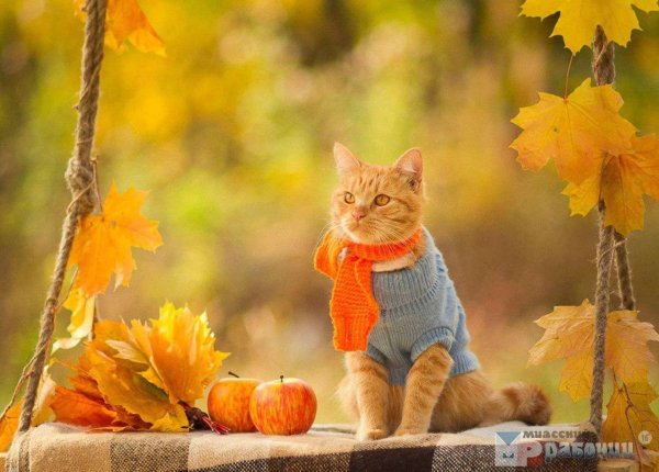 Рыжий котик в шарфике и осень
