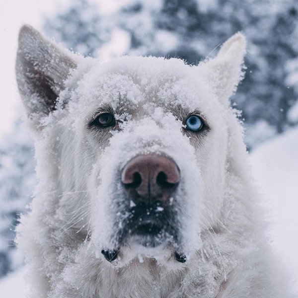 Собака в снегу