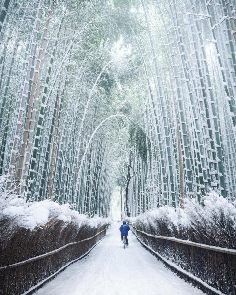 Бамбуковый лес в снегу Киото Япония