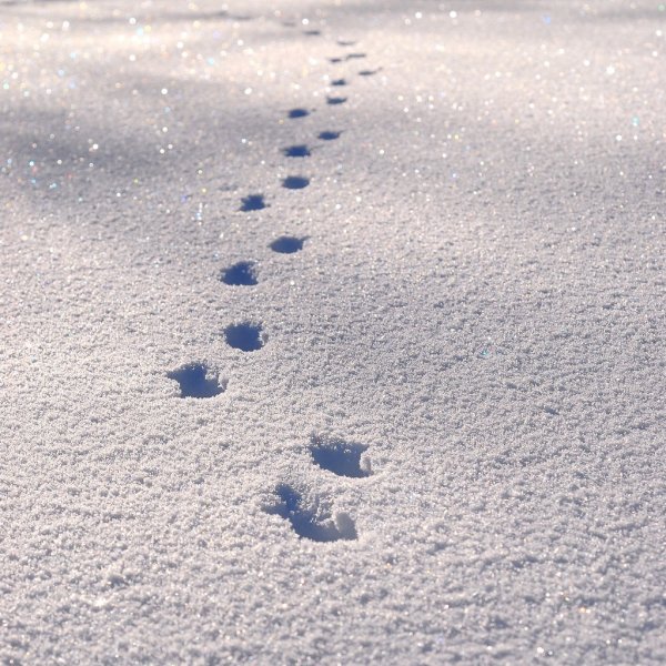 Скрип снега