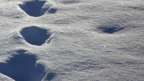 Звук хруста снега