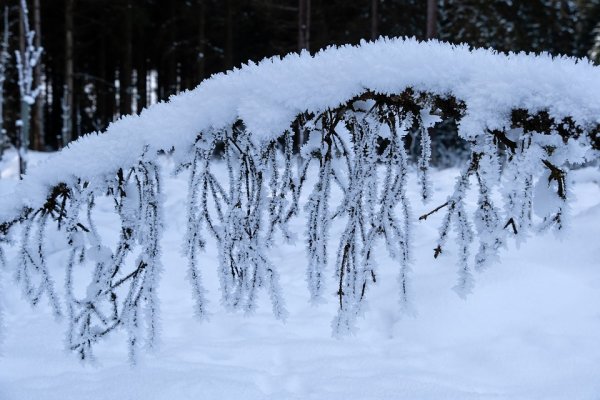 Картинка снег хрустнет зимой