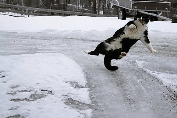 Скользко на льду