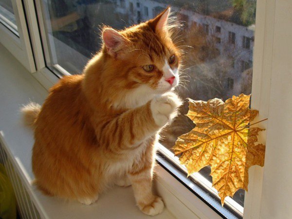 Осень кот на окошке