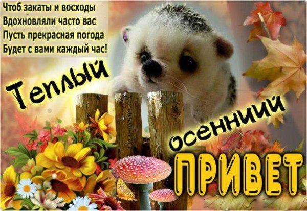 Теплый осенний привет