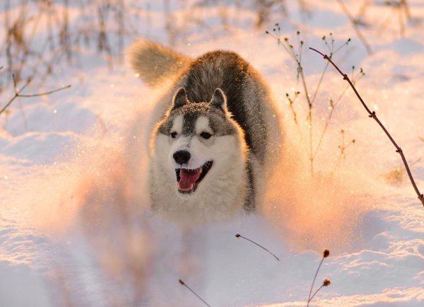 Снежная хаски