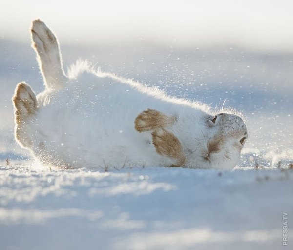 Кролик в снегу